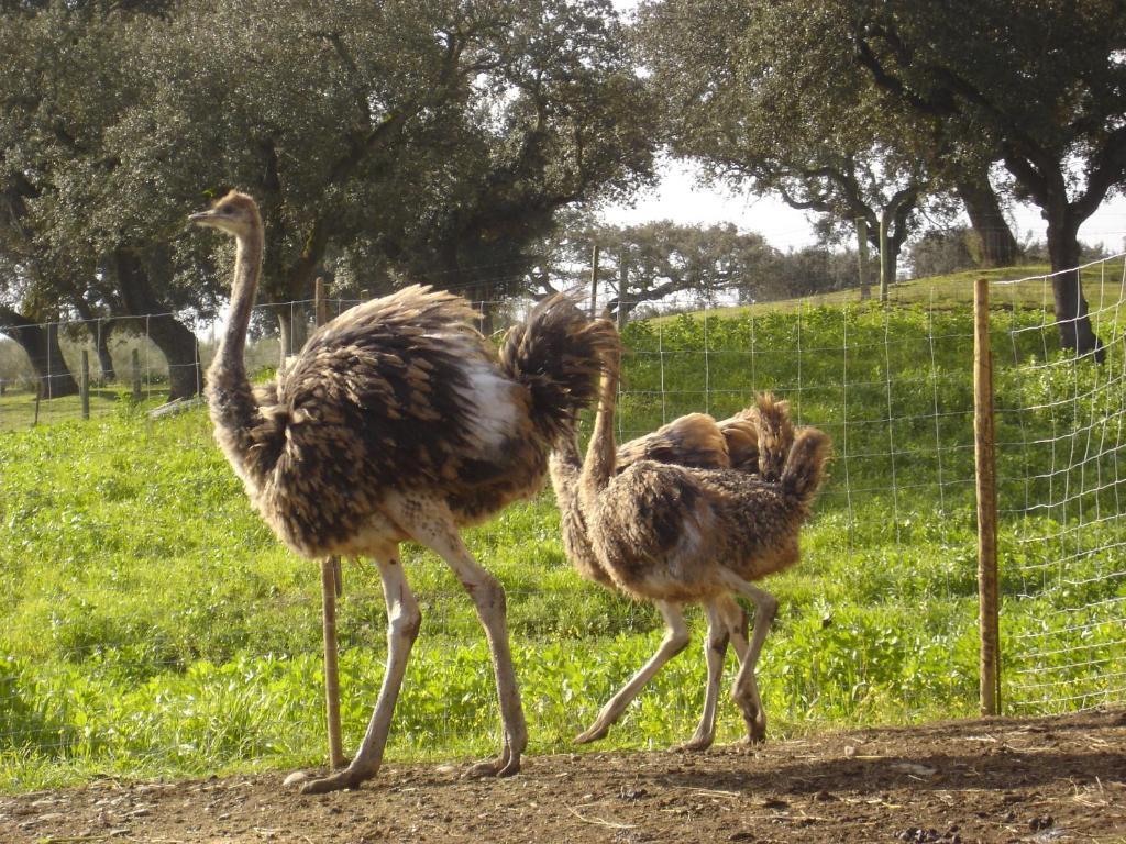 Herdade Dos Barros Vendégház Terena Kültér fotó