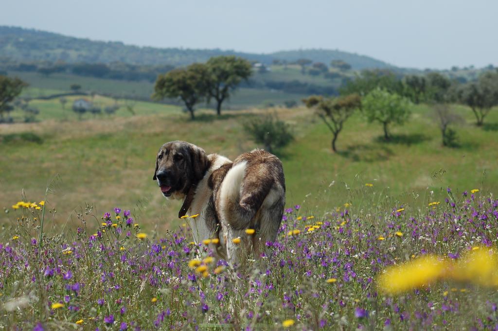 Herdade Dos Barros Vendégház Terena Kültér fotó