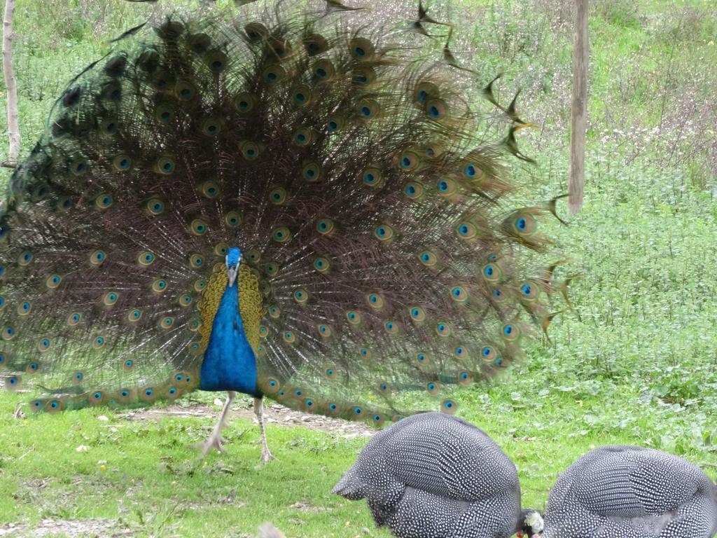 Herdade Dos Barros Vendégház Terena Kültér fotó